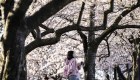 Vuela sobre los cerezos en flor en Washington