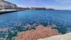 Mira esta invasión de medusas en la costa de Italia
