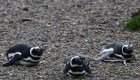 Regreso a casa: 12 pingüinos volvieron al mar