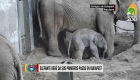 Los primeros pasos de un bebé elefante