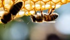 ¿Por qué son tan importantes las abejas?