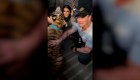 Encuentran al tigre desaparecido en Houston