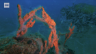 Mucílago marino amenaza con extinguir la vida submarina