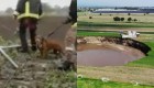 Rescatan a perritos que cayeron al socavón en Puebla