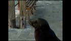 Lobo marino sorprende a reportera en vivo