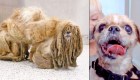 Perro oculto en revoltijo de pelo encontró una familia