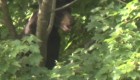 Se atora oso en lo alto de un árbol afuera de hospital