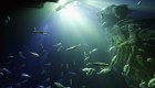 El ácido en los océanos puede dejar sordos a los peces