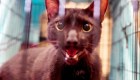 Gato se reúne con sus dueños tras colapso en Miami