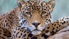 Se acercó a un jaguar en un zoológico y resultó herido