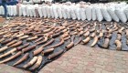 Incautan 870 kilogramos de colmillo de elefante en Nigeria