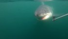 Tiburones aprovechan el cadáver de una ballena