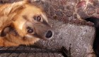 Deslave destruye albergue canino con más de 300 perros