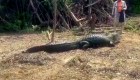 Mira la curiosa amistad entre un caimán y una persona