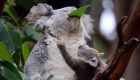 Australia perdió un 30% de koalas en solo 3 años
