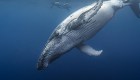 La "mano" oculta que tienen las ballenas en las aletas