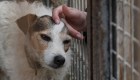 La Palma: Así esperan las mascotas por sus dueños