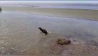 El momento en que un lobo marino es devuelto al agua