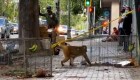 Este mono sorprendió en las calles de Puerto Rico y no se ha dejado atrapar