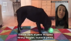 Este juguete permite que tu perro realice "videollamadas"