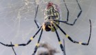 Esta es la araña venenosa que llegó a EE.UU.