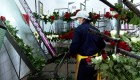 Florícolas ecuatorianos ven marchitar su inversión tras guerra en Ucrania con Rusia