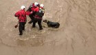 Así fue el dramático rescate de un perro en una inundación