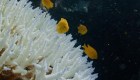Gran Barrera de Coral sufre  fenómeno de blanqueamiento
