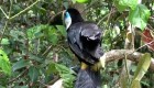 Así fue el regreso a la naturaleza de 163 animales en Colombia