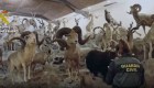Incautan la mayor colección de animales disecados de España