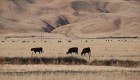 Crisis de sequía en EE.UU. afecta a ganaderos