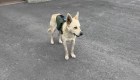 De un refugio de perros rescatados a binomio canino
