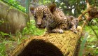 Nacen dos cachorros de jaguar en Nicaragua