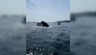 El momento en que una ballena salta sobre la proa de un barco