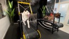 Conoce el primer gimnasio para perros de Emiratos Árabes Unidos