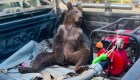 Rescatan a oso que se cree consumió una sustancia alucinógena