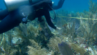 Conoce importante avance que revitalizaría los arrecifes de coral
