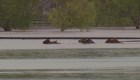 Así rescatan caballos en medio de las inundaciones en Australia