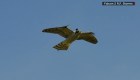 Este halcón robótico aleja aves de los aviones