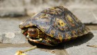 Científicos descubren que algunas especies de tortugas no son mudas como se creía