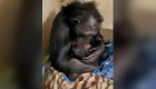 Madre chimpancé tiene emotivo reencuentro con su bebé