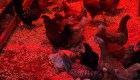La gripe aviar afectaría los precios del huevo en Japón