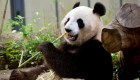 Xin Xin, de 32 años, la única osa panda gigante que vive en México