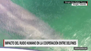 ¿Cómo reaccionan los delfines a la contaminación auditiva?