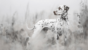 Las mejores fotos del concurso Dog Photography Awards 2022