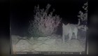 Encuentran a perro abandonado en el desierto viviendo con manada de coyotes