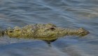 Una sorprendente mirada al mundo de los cocodrilos en Dubai
