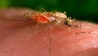 ¿Qué es la malaria y cómo prevenir la transmisión?