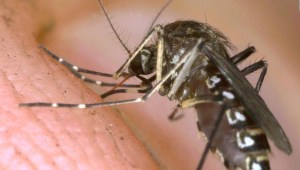 Mosquitos: los grandes ganadores del cambio climático
