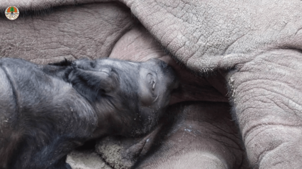 Nace un rinoceronte de Sumatra en santuario de Indonesia